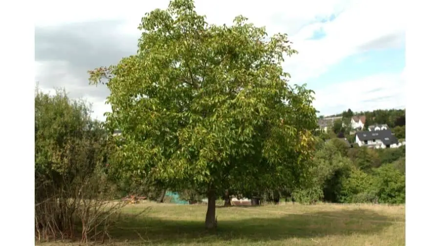 walnut tree