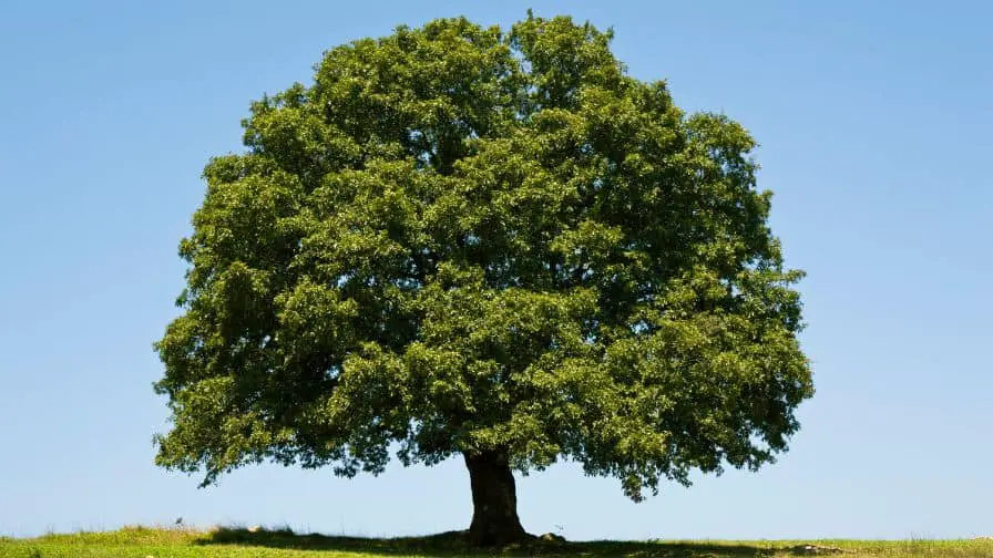red oak tree