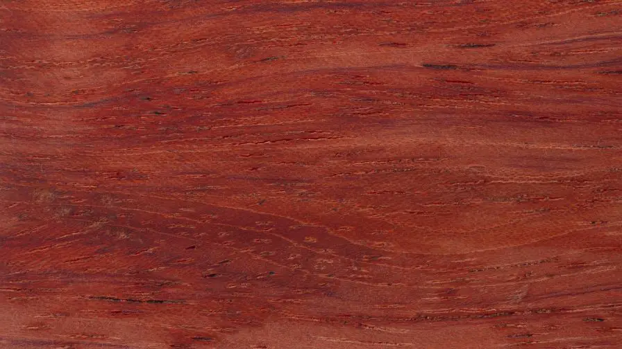 bloodwood