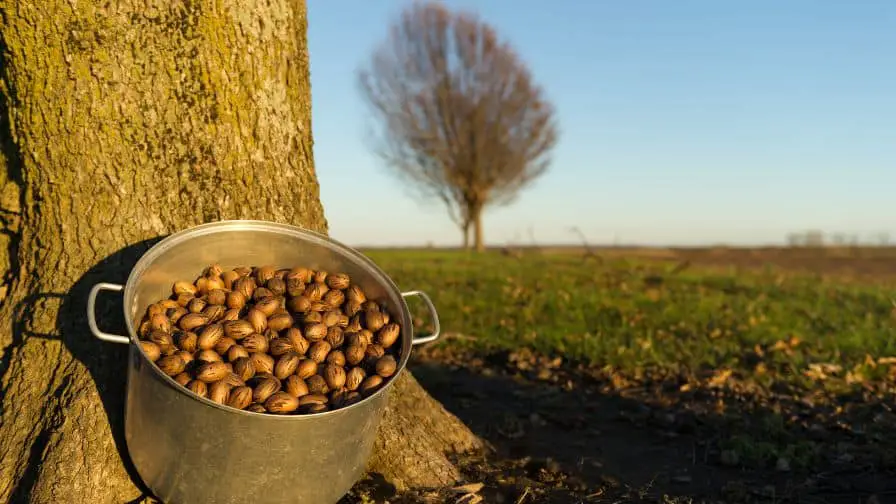 pecan tree